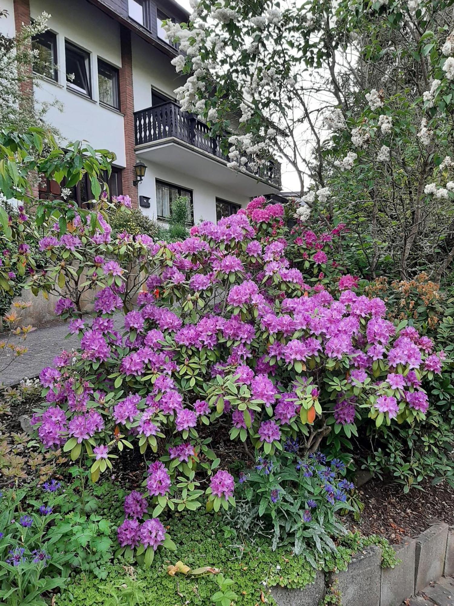 Ferienwohnung Bergblick هالنغبرغ المظهر الخارجي الصورة